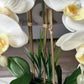 Giulia White Orchid Arrangement in Beveled Silver Ceramic Vase Silk