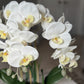 Giulia White Orchid Arrangement in Beveled Silver Ceramic Vase Silk