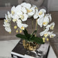 Amira Large Real Touch Phalaenopsis Orchid Floral Arrangement in Round Ribbed Gold Vase