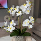 Amelie Silk Phalaenopsis Orchid Arrangement Silver Ceramic Vase