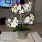 Amelie Silk Phalaenopsis Orchid Arrangement Silver Ceramic Vase