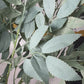 Azore Faux Green Silk Stem Leaf 4 Branches